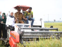 Panen Raya Padi Di Kampung Negara Bumi Ilir, Kecamatan Anak Tuha