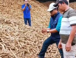 Harga Singkong Naik Berkat Kinerja Bupati Terpilih Ardito Wijaya
