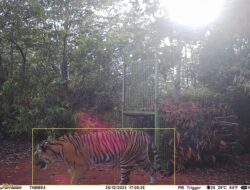 Polres Pesisir Barat Imbau Warga Waspada, Harimau Kembali Tertangkap Kamera Pengawas